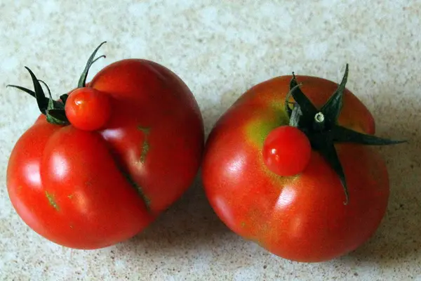 Tomates sur la table — Photo