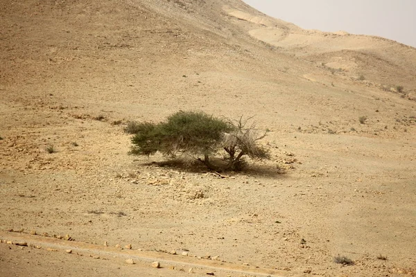 Fog in the desert — Stock Photo, Image