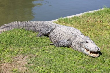 Timsah güneşte ısıtılır 