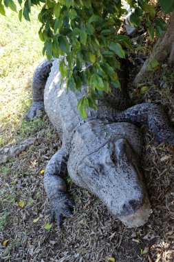 Timsah güneşte ısıtılır 