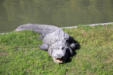 Timsah güneşte ısıtılır 