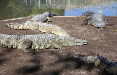 Timsah güneşte ısıtılır 