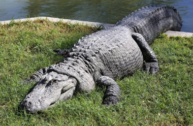 Timsah güneşte ısıtılır 