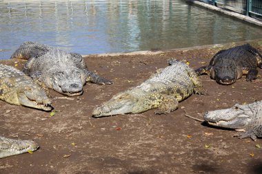 Timsah güneşte ısıtılır 