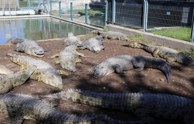 Timsah güneşte ısıtılır 