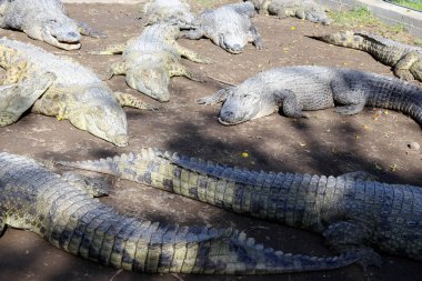 Timsah güneşte ısıtılır 