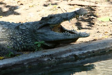 Timsah güneşte ısıtılır 