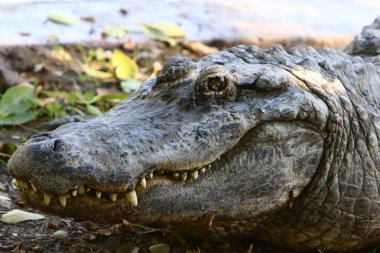 Timsah güneşte ısıtılır 