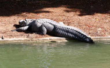 Timsah güneşte ısıtılır 