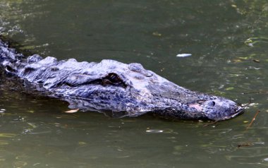 Timsah güneşte ısıtılır 