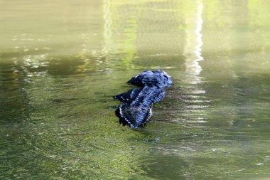 Timsah güneşte ısıtılır 