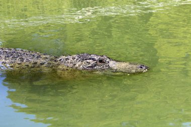 Timsah güneşte ısıtılır 