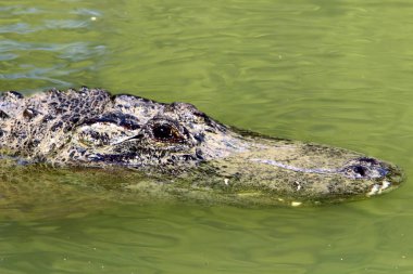 Timsah güneşte ısıtılır 