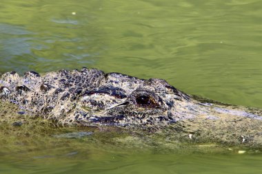 Timsah güneşte ısıtılır 