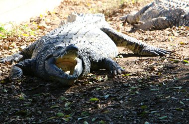 Timsah güneşte ısıtılır 