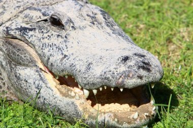 Timsah güneşte ısıtılır 