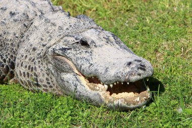 Timsah güneşte ısıtılır 