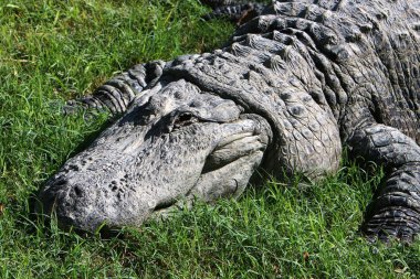 Timsah güneşte ısıtılır 