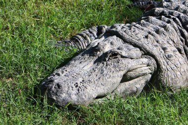 Timsah güneşte ısıtılır 