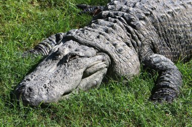 Timsah güneşte ısıtılır 