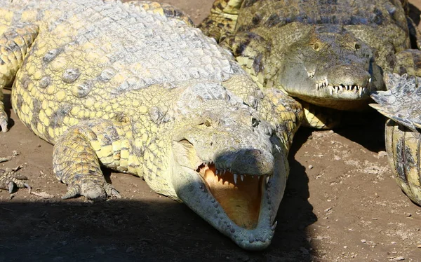 Krokodil wird in der Sonne erhitzt — Stockfoto