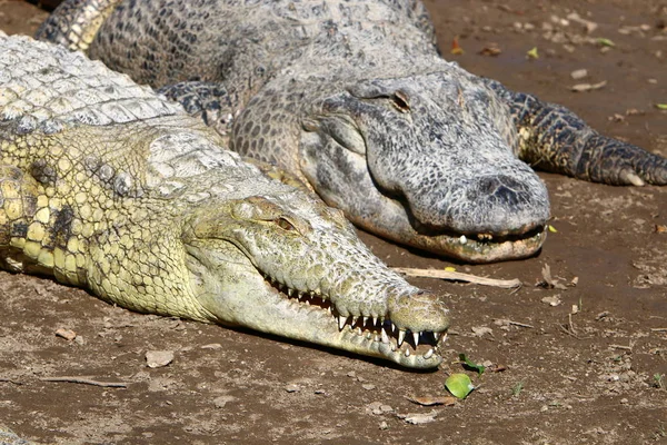 Timsah güneşte ısıtılır 