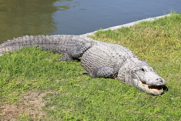 Timsah güneşte ısıtılır 