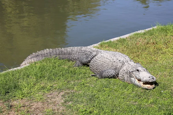 Timsah güneşte ısıtılır 