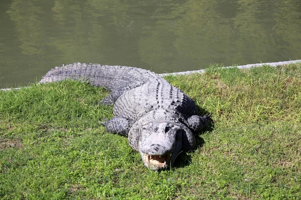 Timsah güneşte ısıtılır 