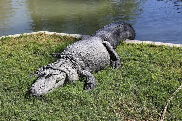 Timsah güneşte ısıtılır 