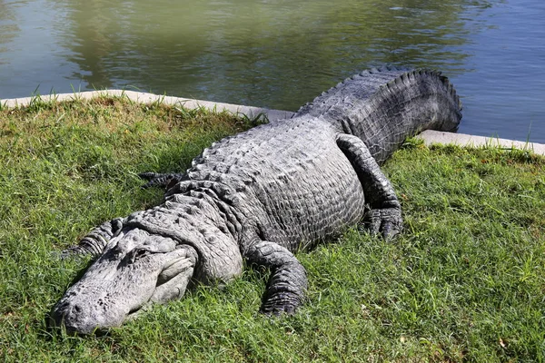Крокодил нагревается на солнце — стоковое фото