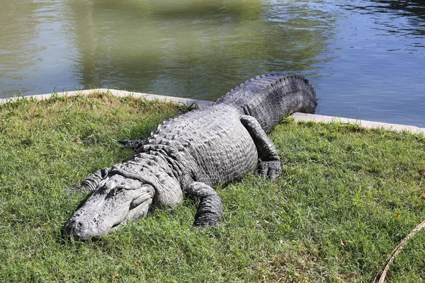 Крокодил нагревается на солнце — стоковое фото