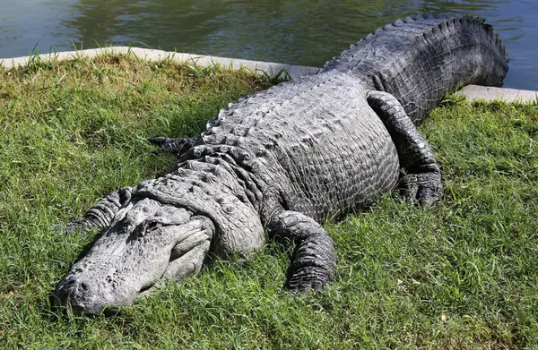 Timsah güneşte ısıtılır 