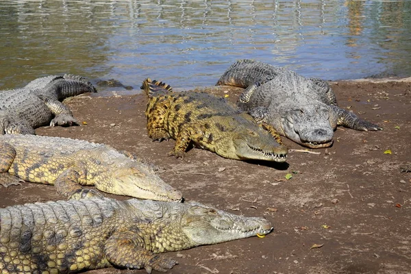 Crocodile est chauffé au soleil — Photo