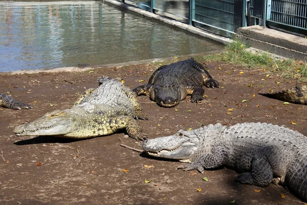 Crocodilo é aquecido ao sol — Fotografia de Stock