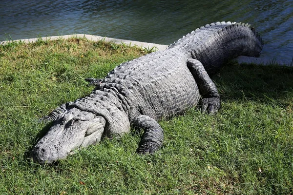Timsah güneşte ısıtılır 