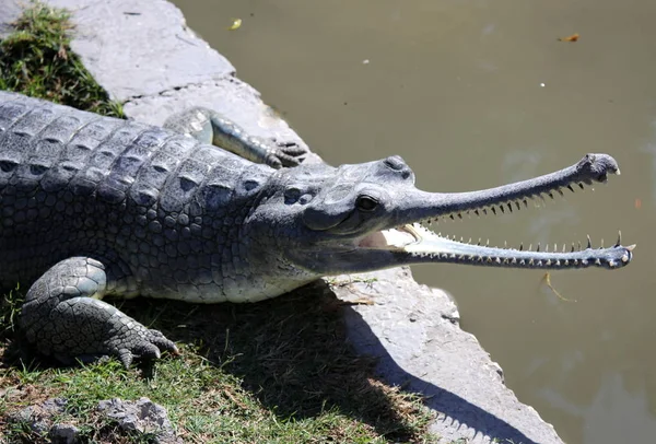 Crocodilo é aquecido ao sol — Fotografia de Stock