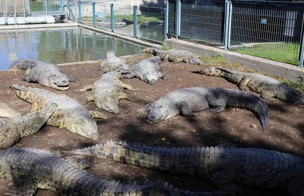 Timsah güneşte ısıtılır 