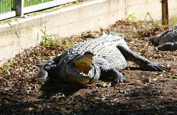 Timsah güneşte ısıtılır 