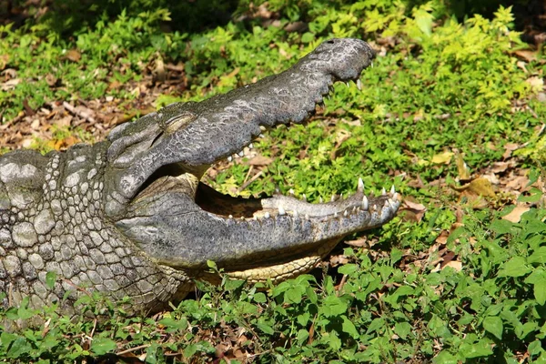 Crocodilo é aquecido ao sol — Fotografia de Stock
