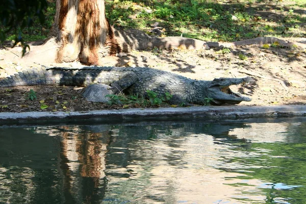 Crocodile est chauffé au soleil — Photo