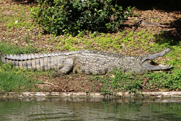 Timsah güneşte ısıtılır 