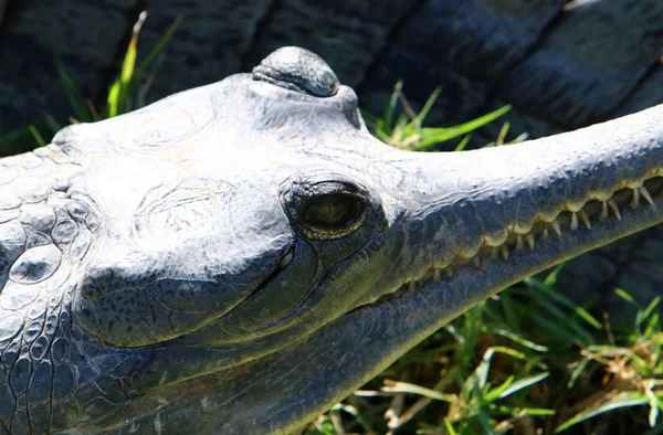 Krokodil wird in der Sonne erhitzt — Stockfoto