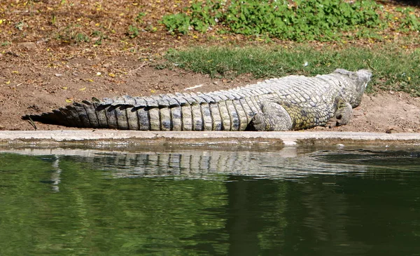 Timsah güneşte ısıtılır 