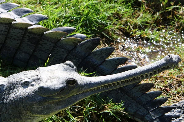 Krokodil wordt verwarmd in de zon — Stockfoto