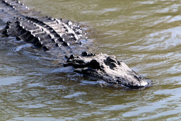 Crocodilo é aquecido ao sol — Fotografia de Stock