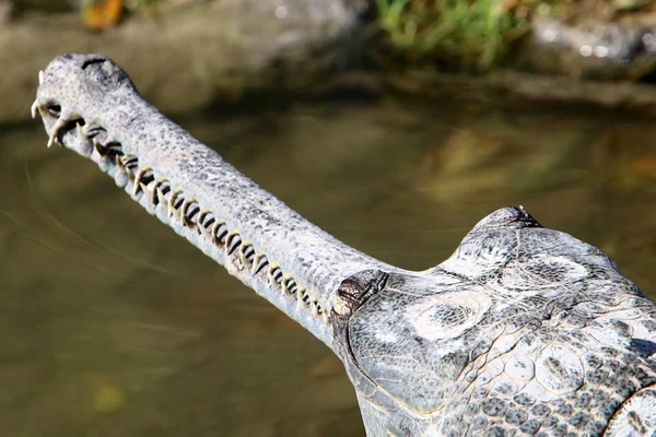 Крокодил нагрівається на сонці — стокове фото