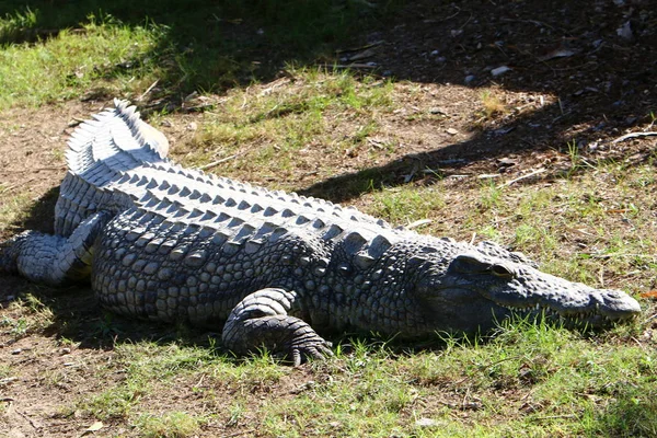 Krokodil är uppvärmd i solen — Stockfoto