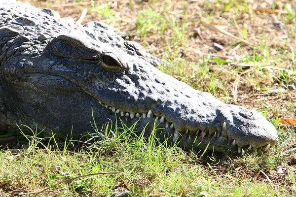 Crocodile est chauffé au soleil — Photo