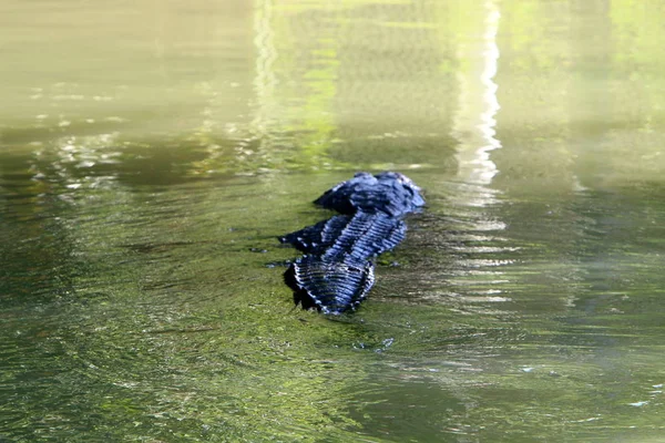 Timsah güneşte ısıtılır 